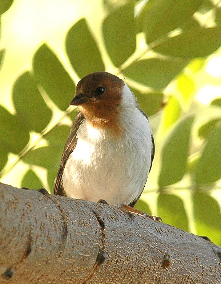 Yellow-billed Cardinal - ML383438501