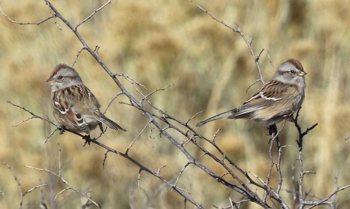 American Tree Sparrow - ML383438731