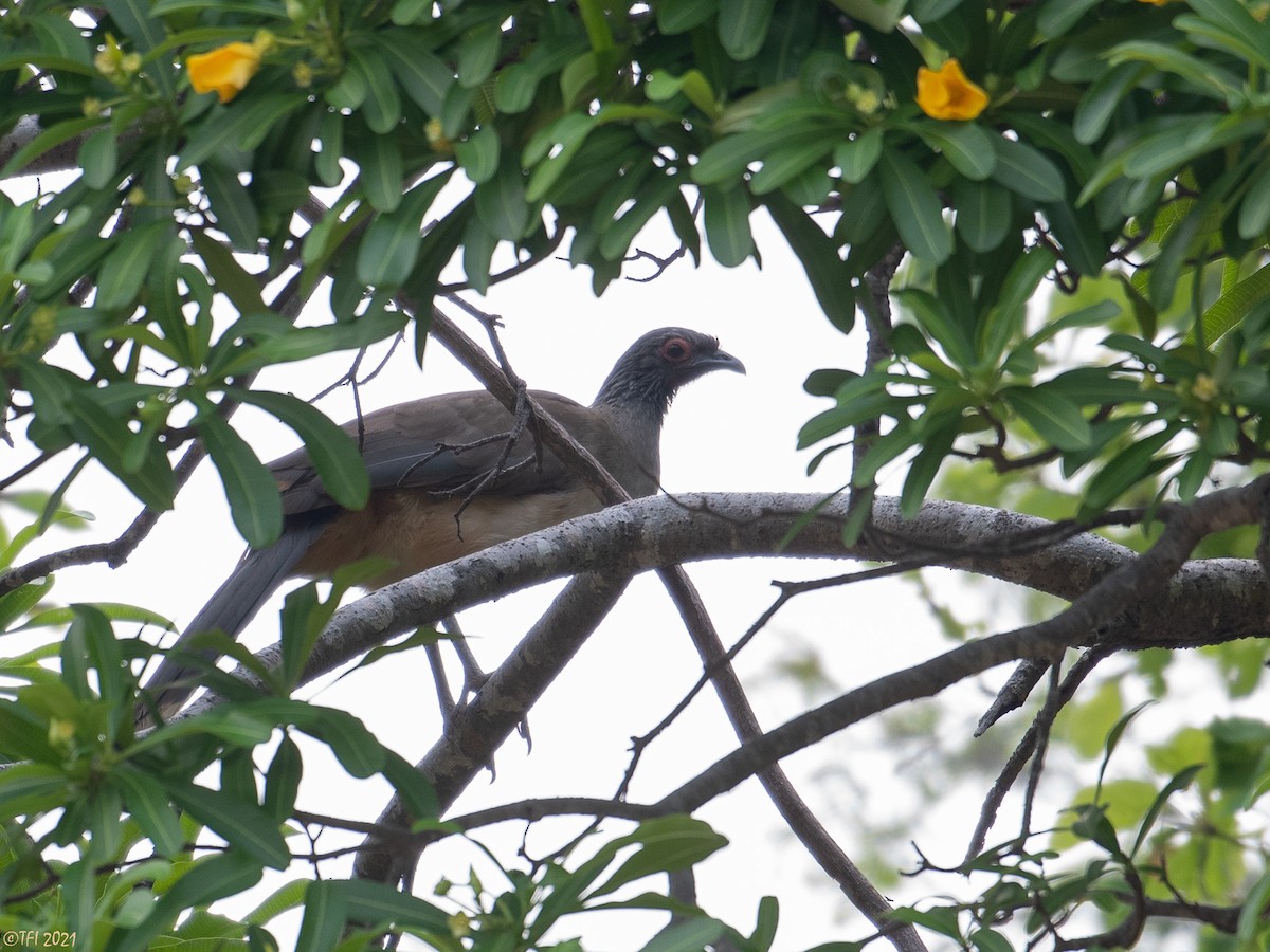 West Mexican Chachalaca - ML383438921