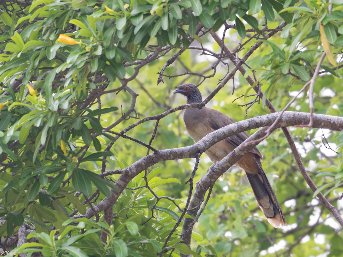 West Mexican Chachalaca - ML383438941