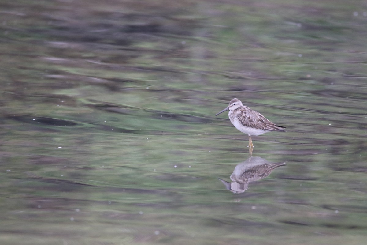 Stilt Sandpiper - ML383438951