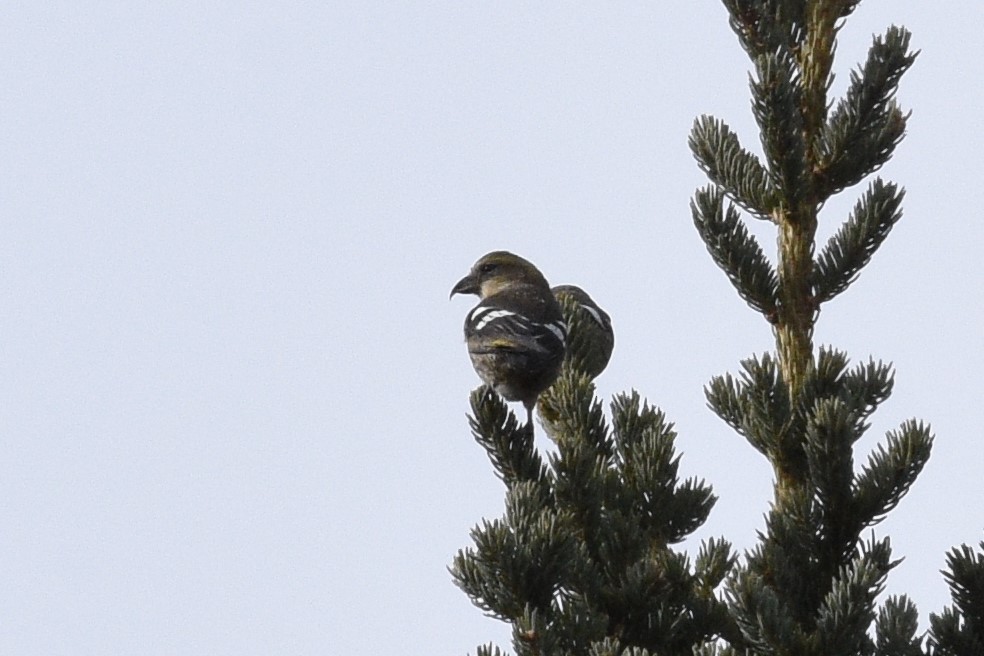 White-winged Crossbill - ML383439131