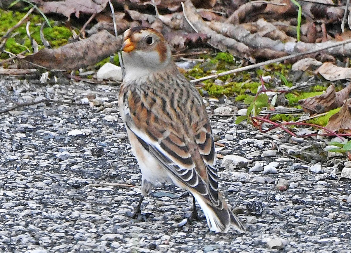 Snow Bunting - ML383439571