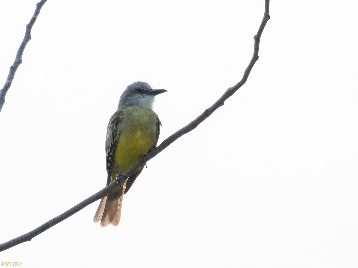 Tropical Kingbird - ML383439901