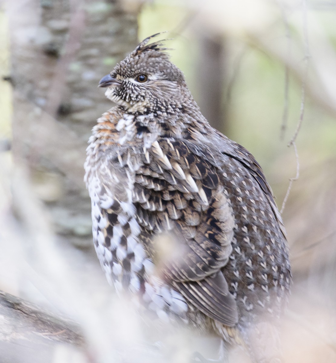 Ruffed Grouse - ML383441251