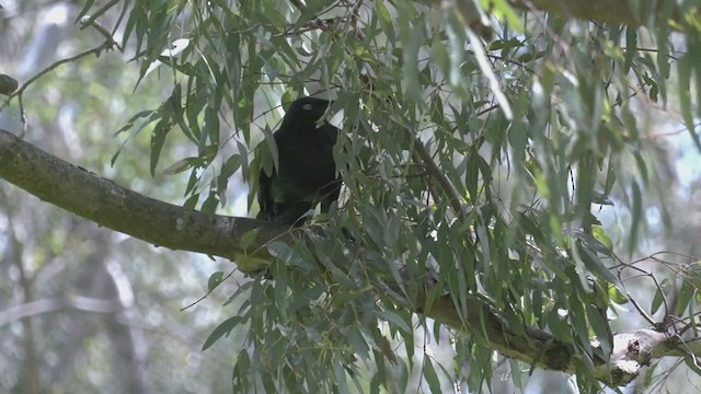 Corbeau d'Australie - ML383441681