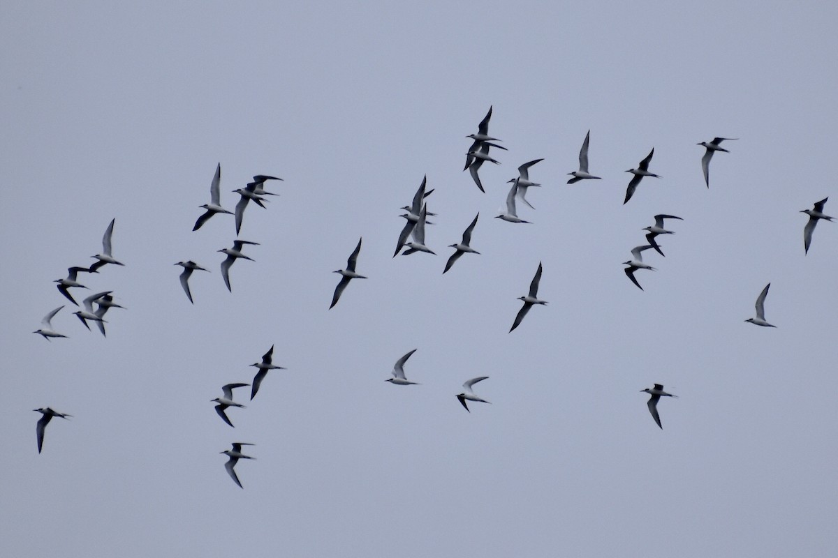 Forster's Tern - ML383442001