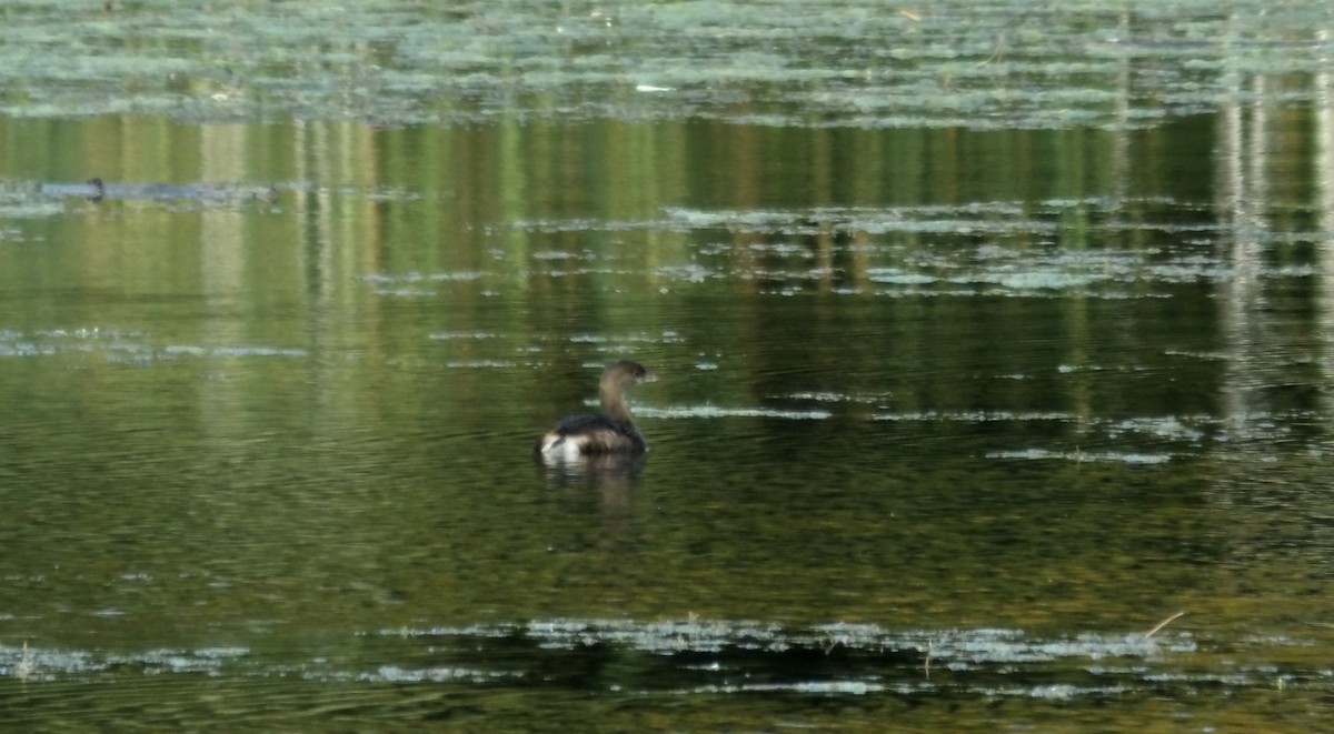 Pied-billed Grebe - ML383442091