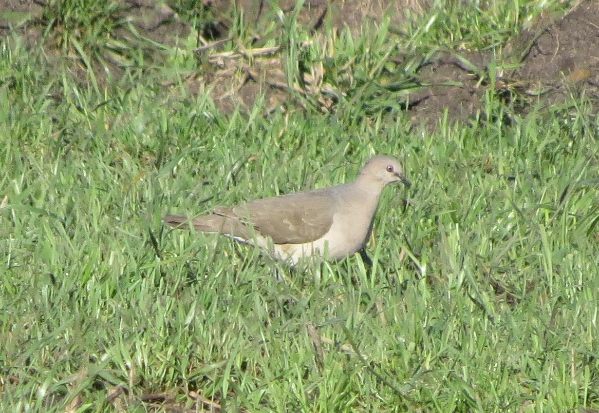 White-tipped Dove - ML38344261