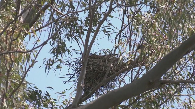 Corbeau d'Australie - ML383443291