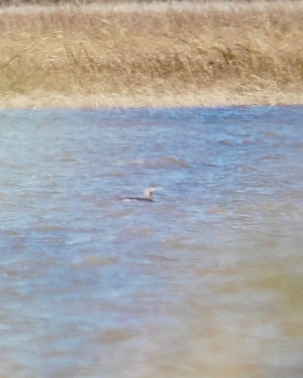 Red-throated Loon - ML383444621