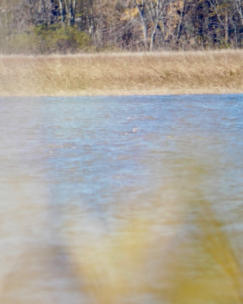 Red-throated Loon - ML383444641