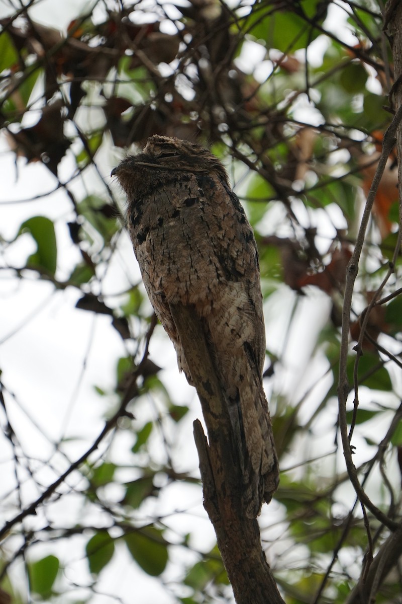 Common Potoo - Cindy & Gene Cunningham