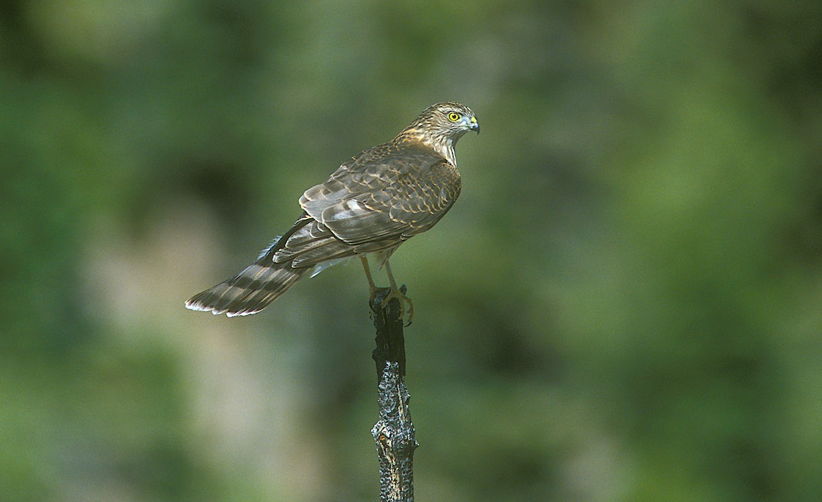 Sharp-shinned Hawk - ML383445301