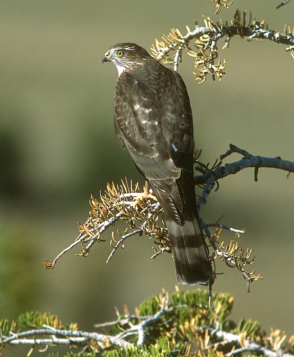 Sharp-shinned Hawk - ML383445311