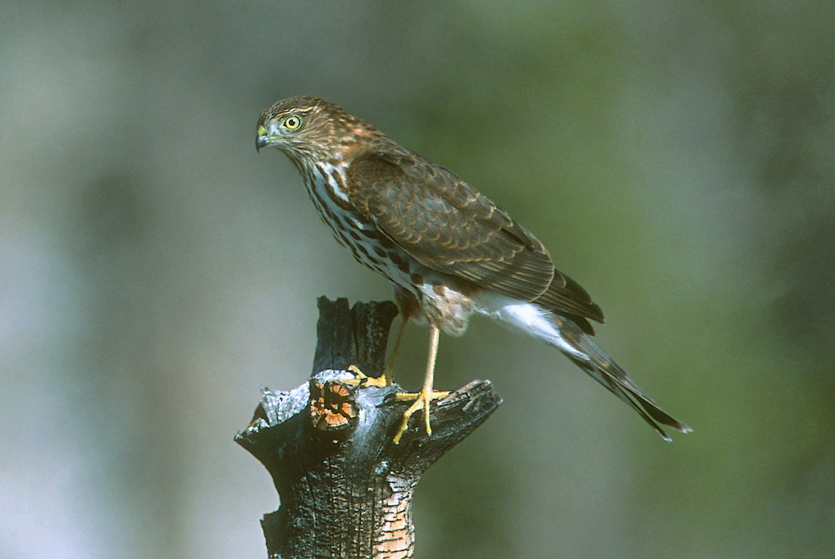 Sharp-shinned Hawk - ML383445321