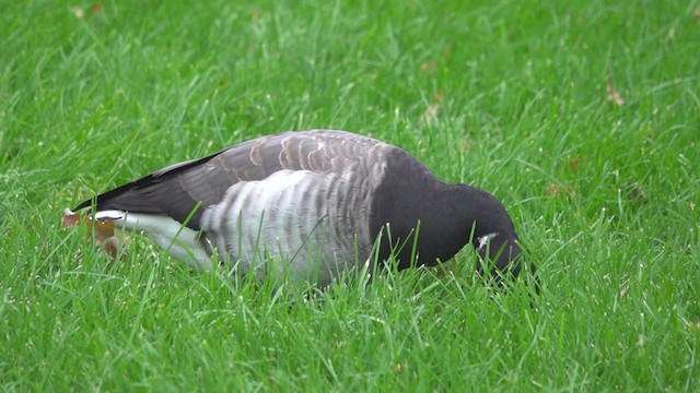 Brant - ML383445481