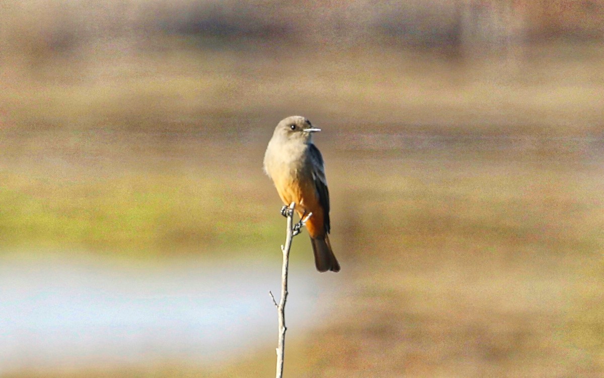 Say's Phoebe - ML383445711