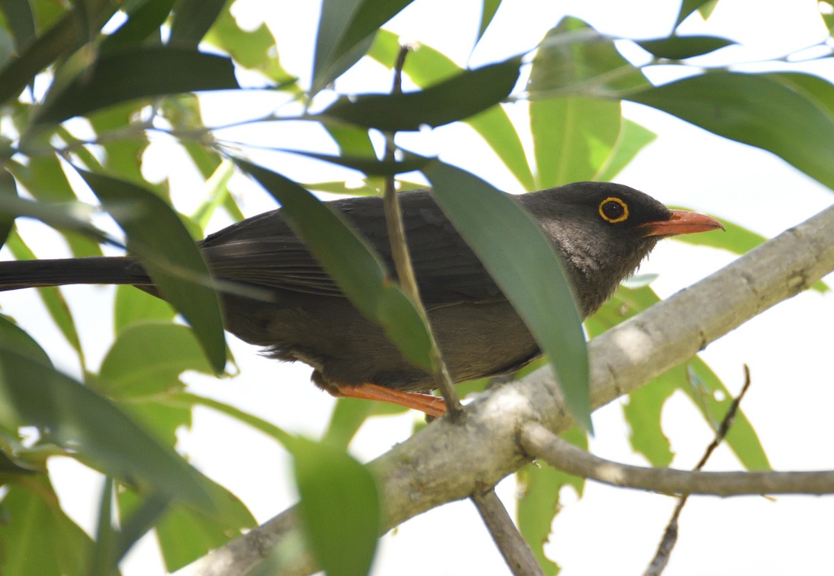 Great Thrush - ML383446041