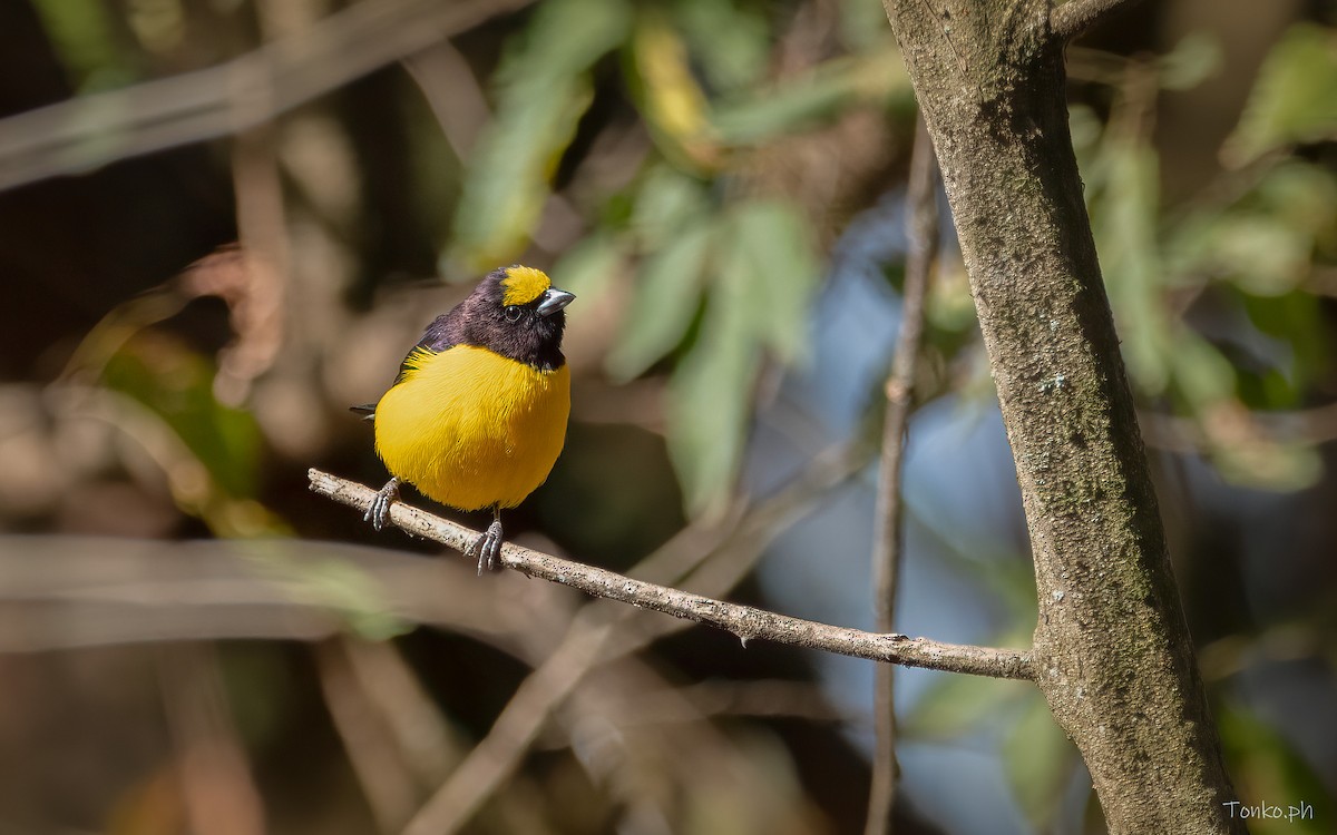 Purple-throated Euphonia - ML383446401