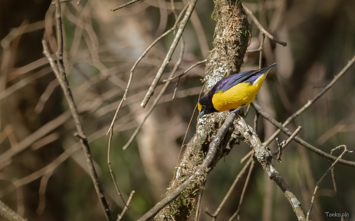 Purple-throated Euphonia - ML383446451