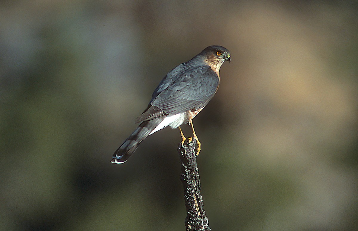 Sharp-shinned Hawk - Jerry Liguori