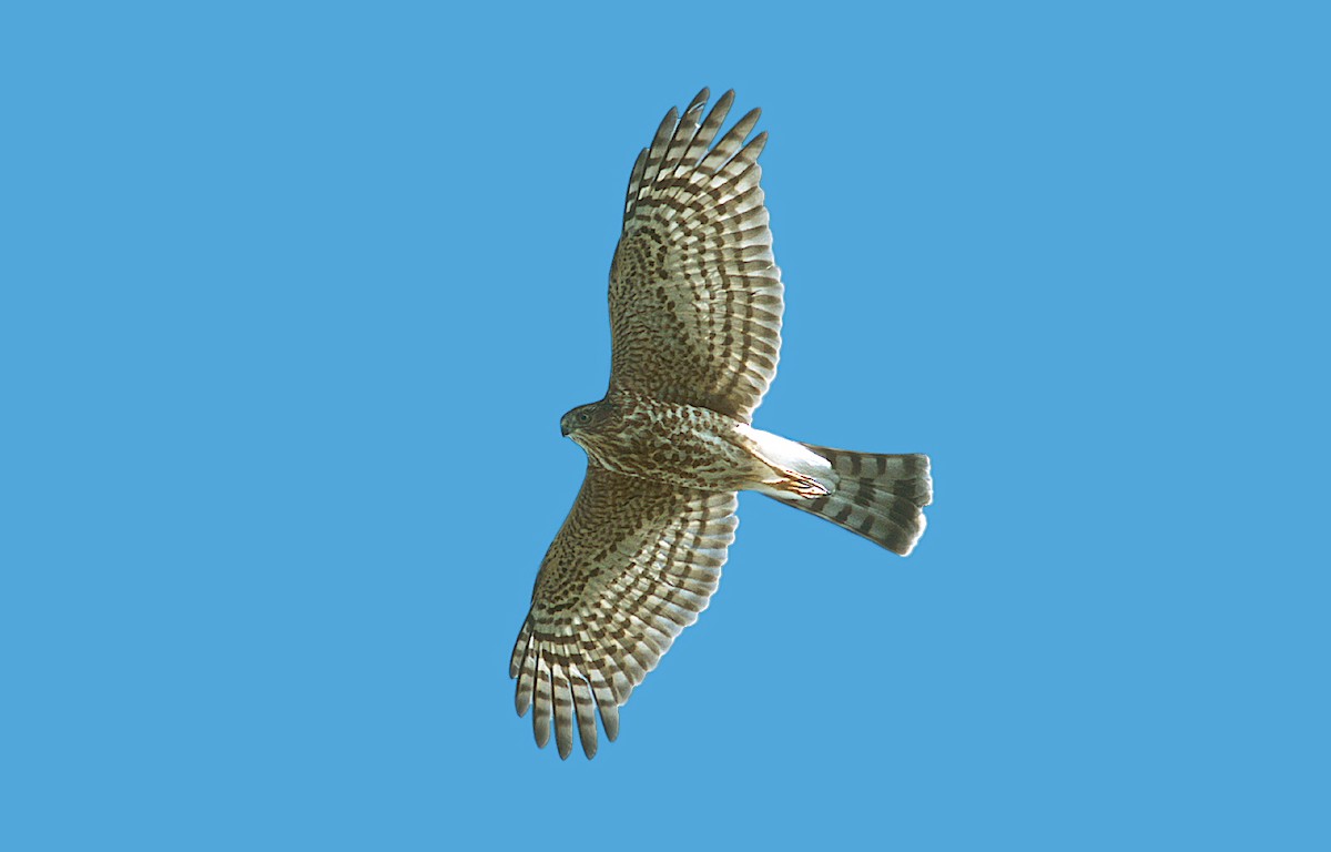 Sharp-shinned Hawk - ML383446831