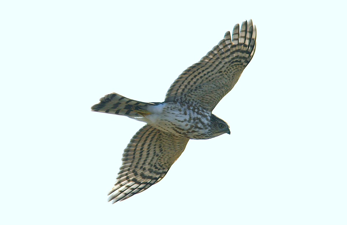 Sharp-shinned Hawk - ML383446961