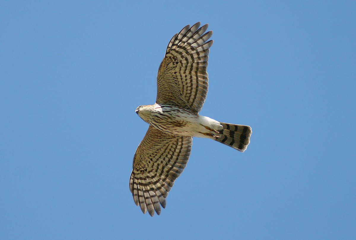 Sharp-shinned Hawk - Jerry Liguori