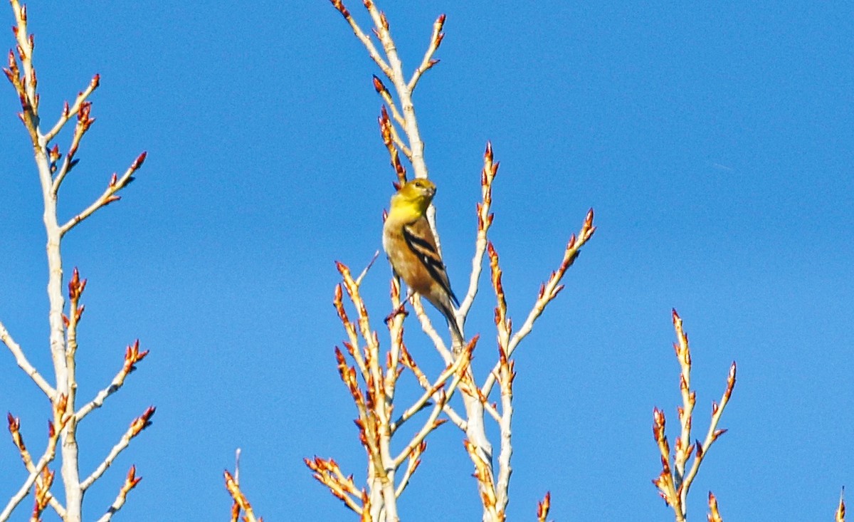 American Goldfinch - ML383447591