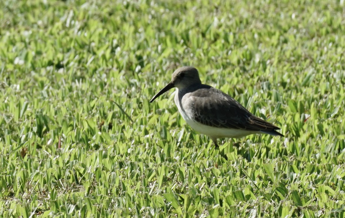 Dunlin - ML383447911