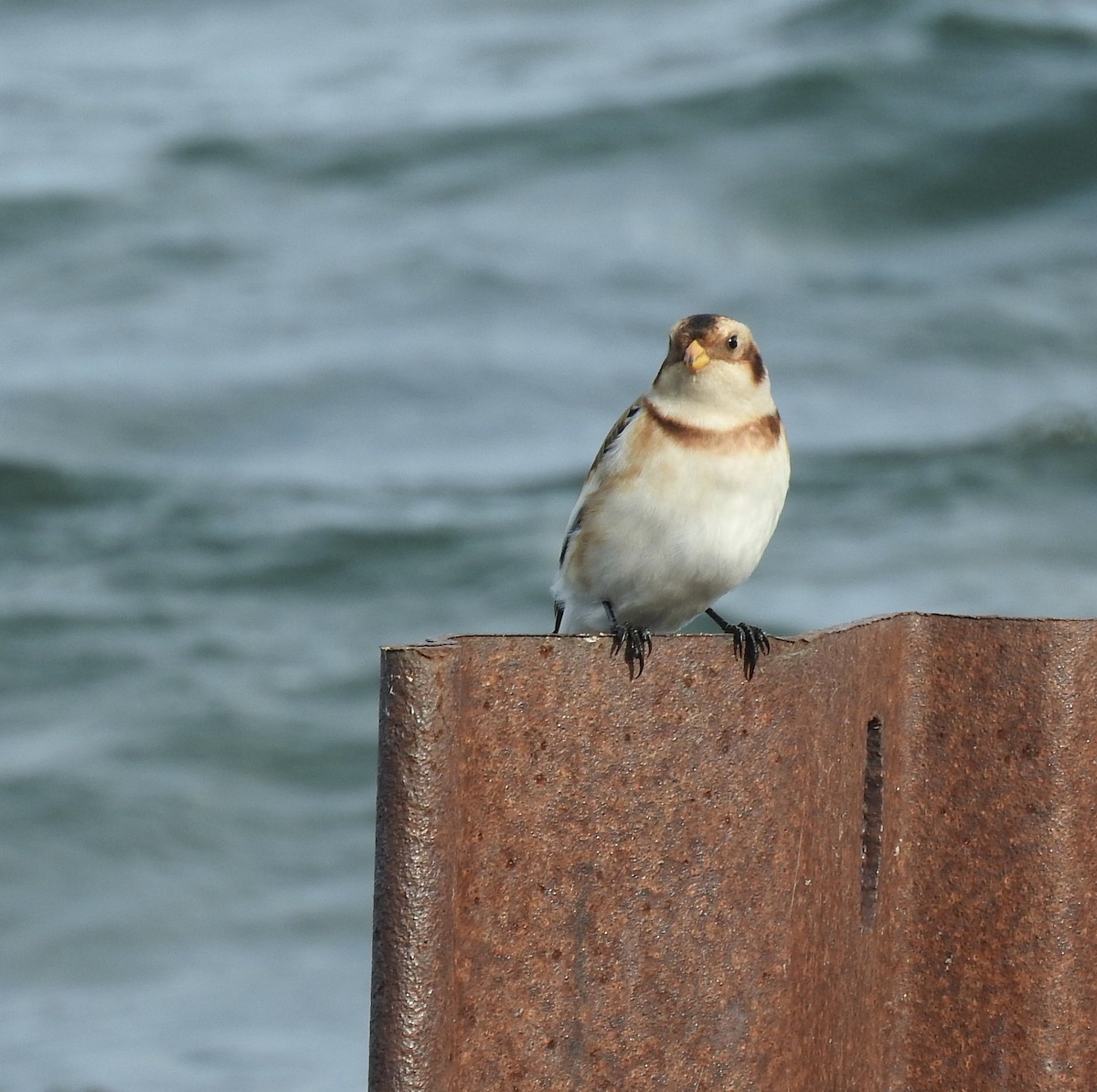 Snow Bunting - ML383448041