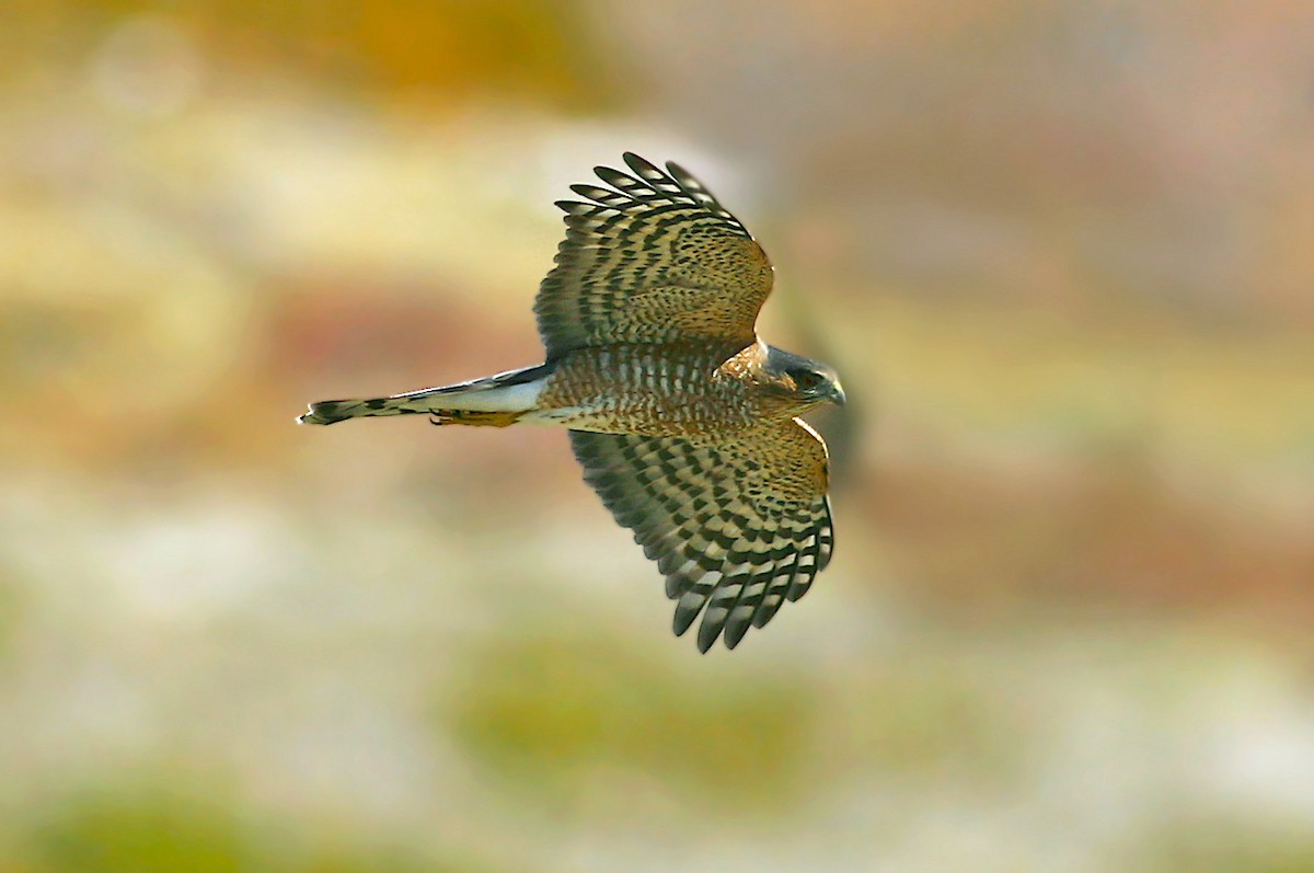 Sharp-shinned Hawk - Jerry Liguori