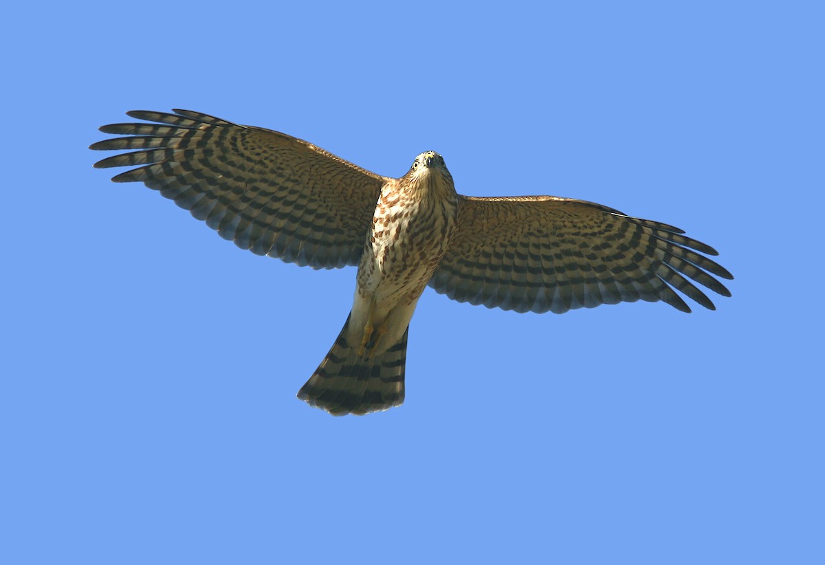 Sharp-shinned Hawk - ML383448331