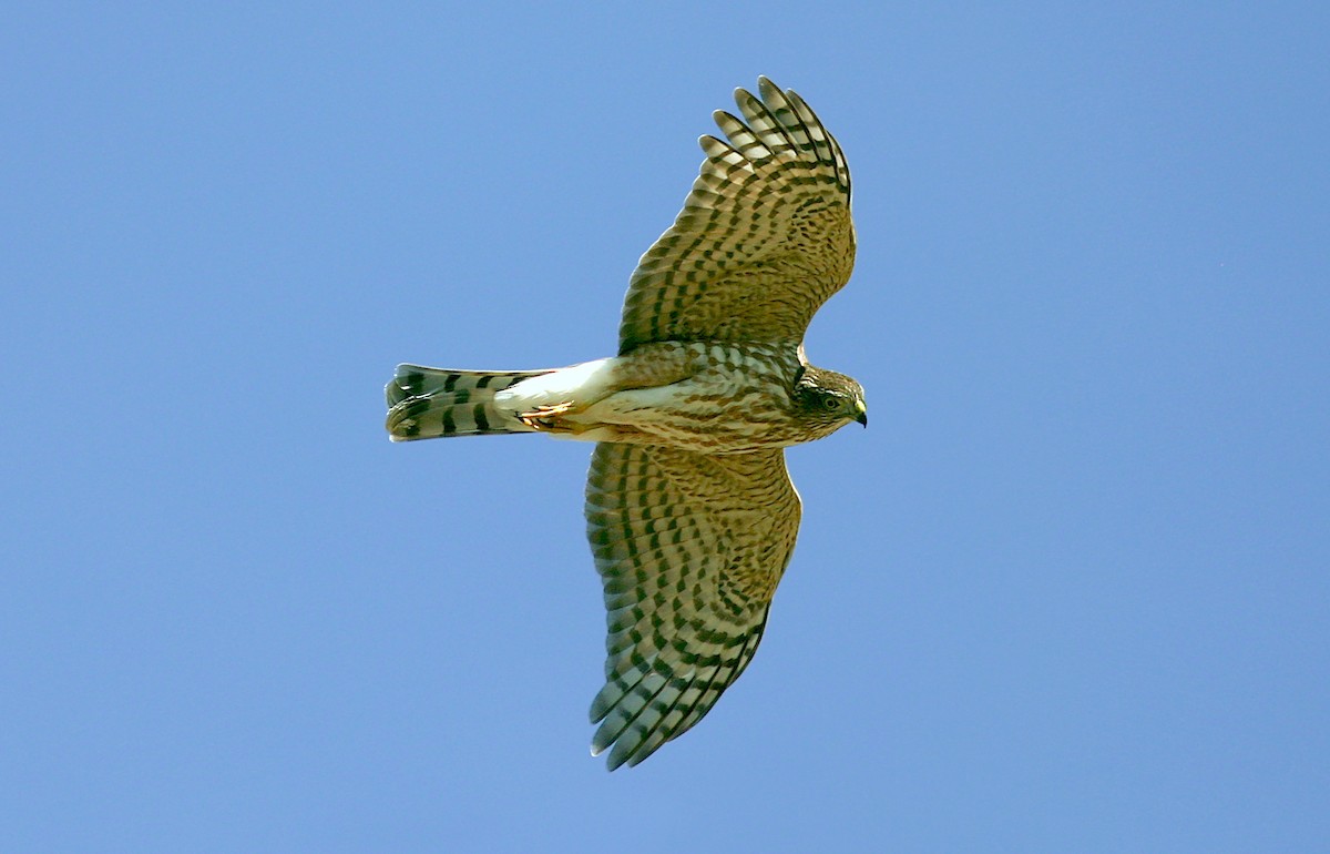 Sharp-shinned Hawk - ML383448341