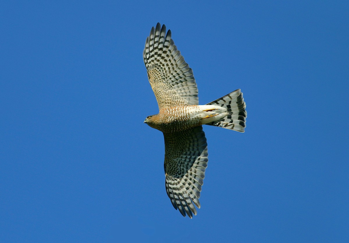 Sharp-shinned Hawk - ML383448391