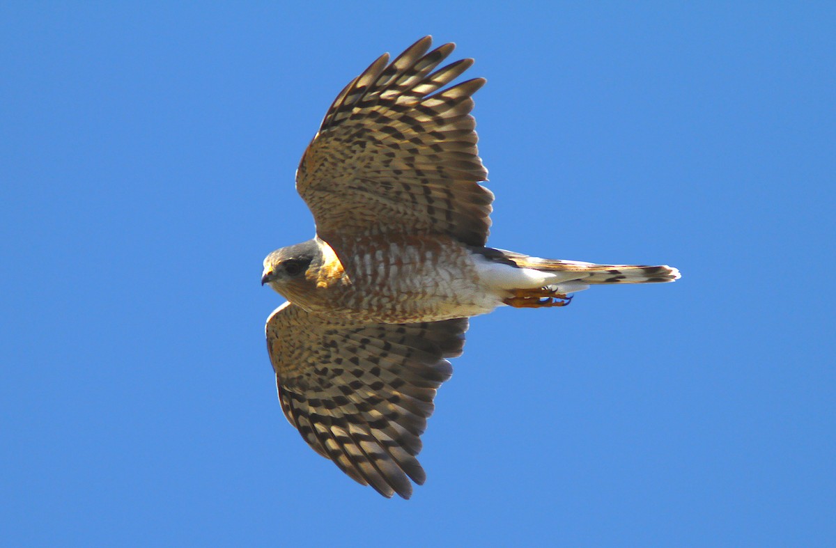 Sharp-shinned Hawk - ML383448401