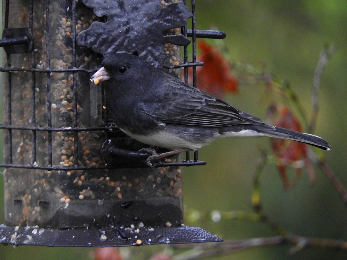 strnadec zimní (ssp. hyemalis/carolinensis) - ML383448971