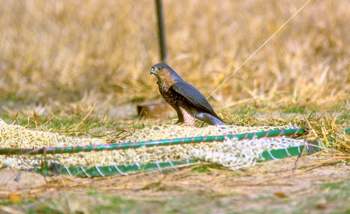 Sharp-shinned Hawk - Jerry Liguori