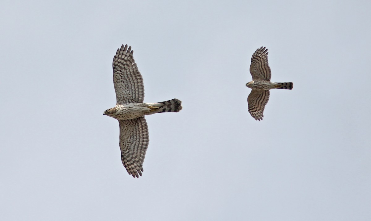 Cooper's Hawk - ML383449401