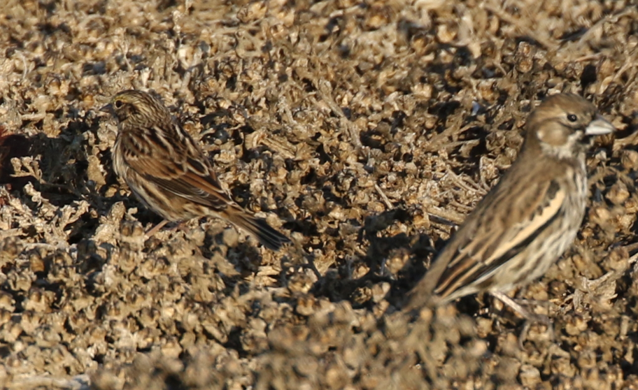 Savannah Sparrow - C. Jackson