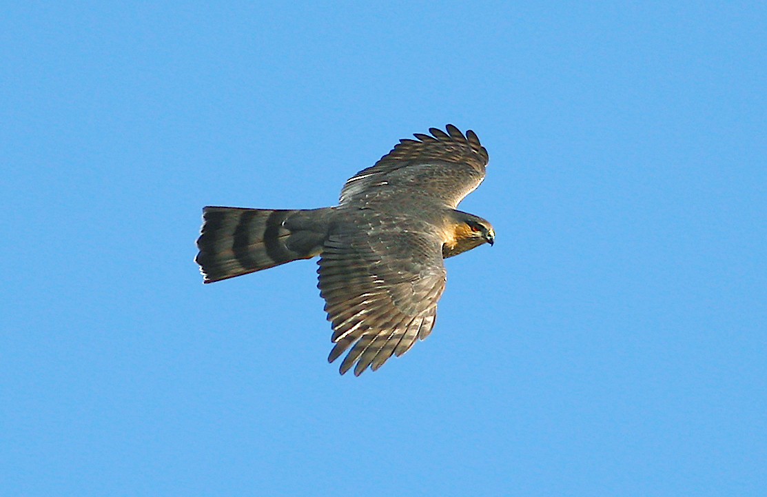 Sharp-shinned Hawk - Jerry Liguori