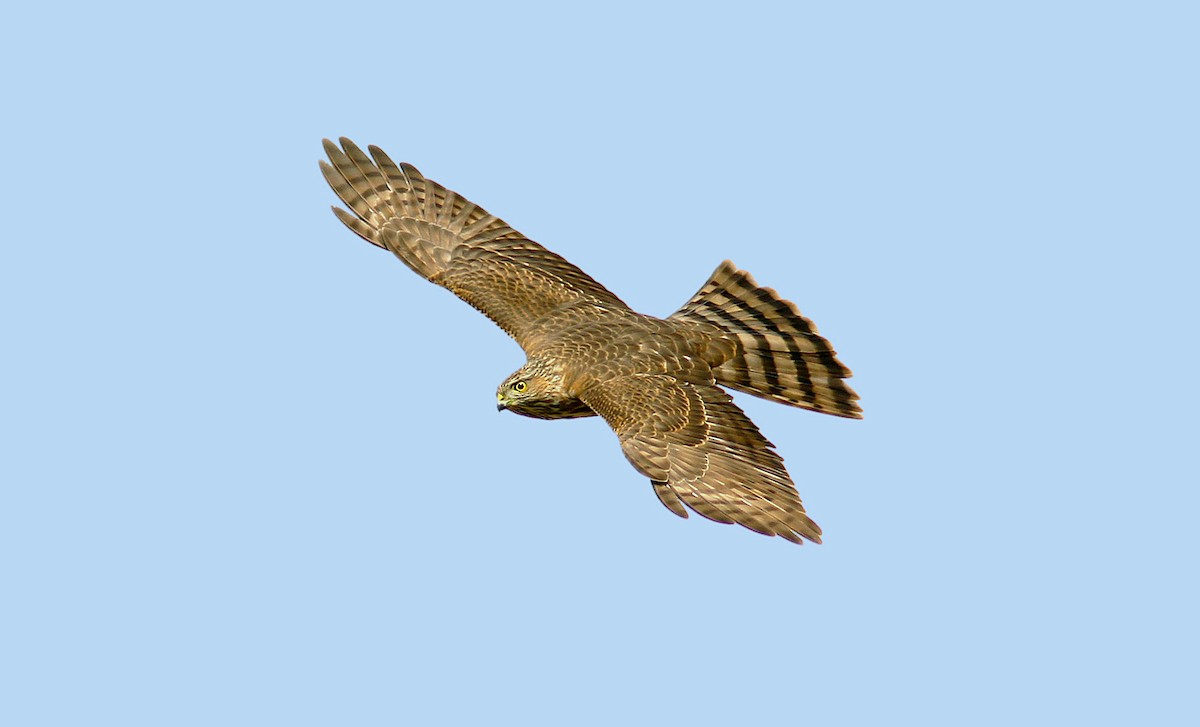 Sharp-shinned Hawk - ML383450121