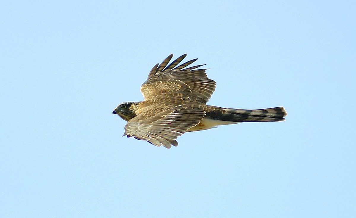 Sharp-shinned Hawk - ML383450131