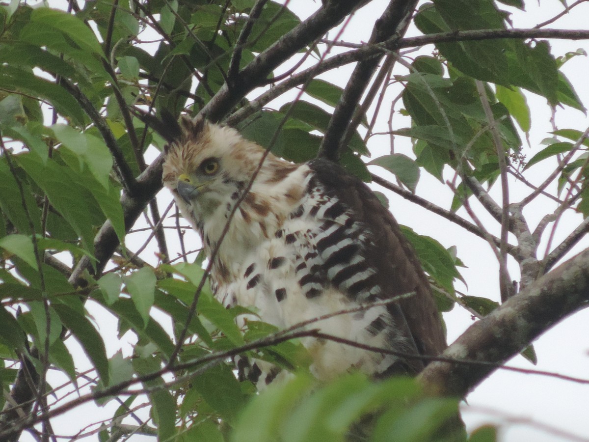 Ornate Hawk-Eagle - ML38345091