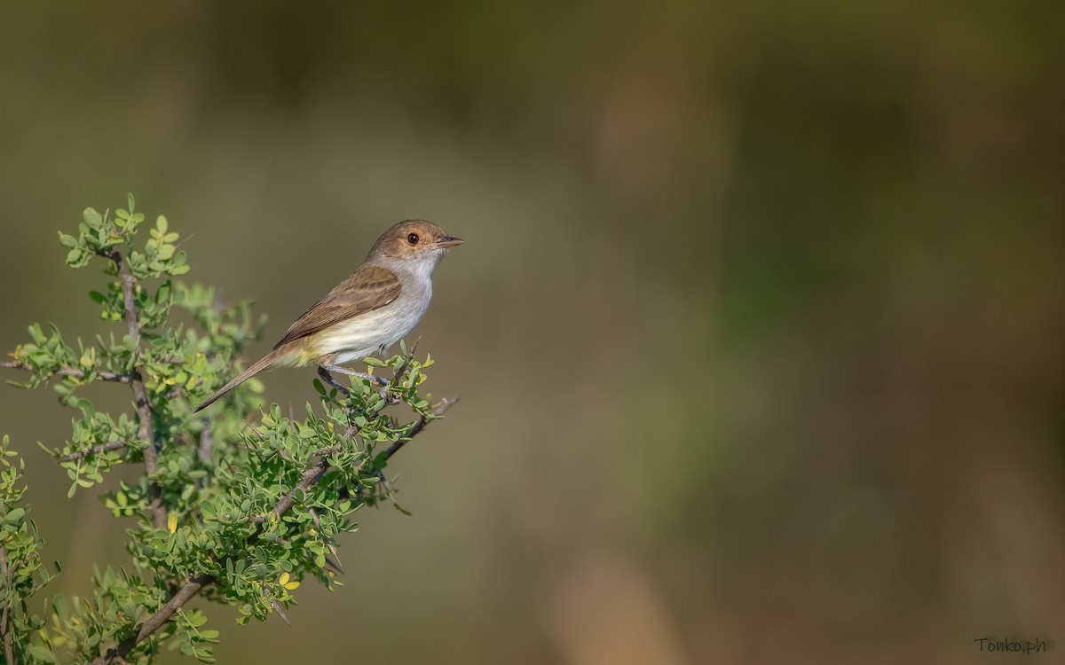 Fulvous-crowned Scrub-Tyrant - Carlos Maure