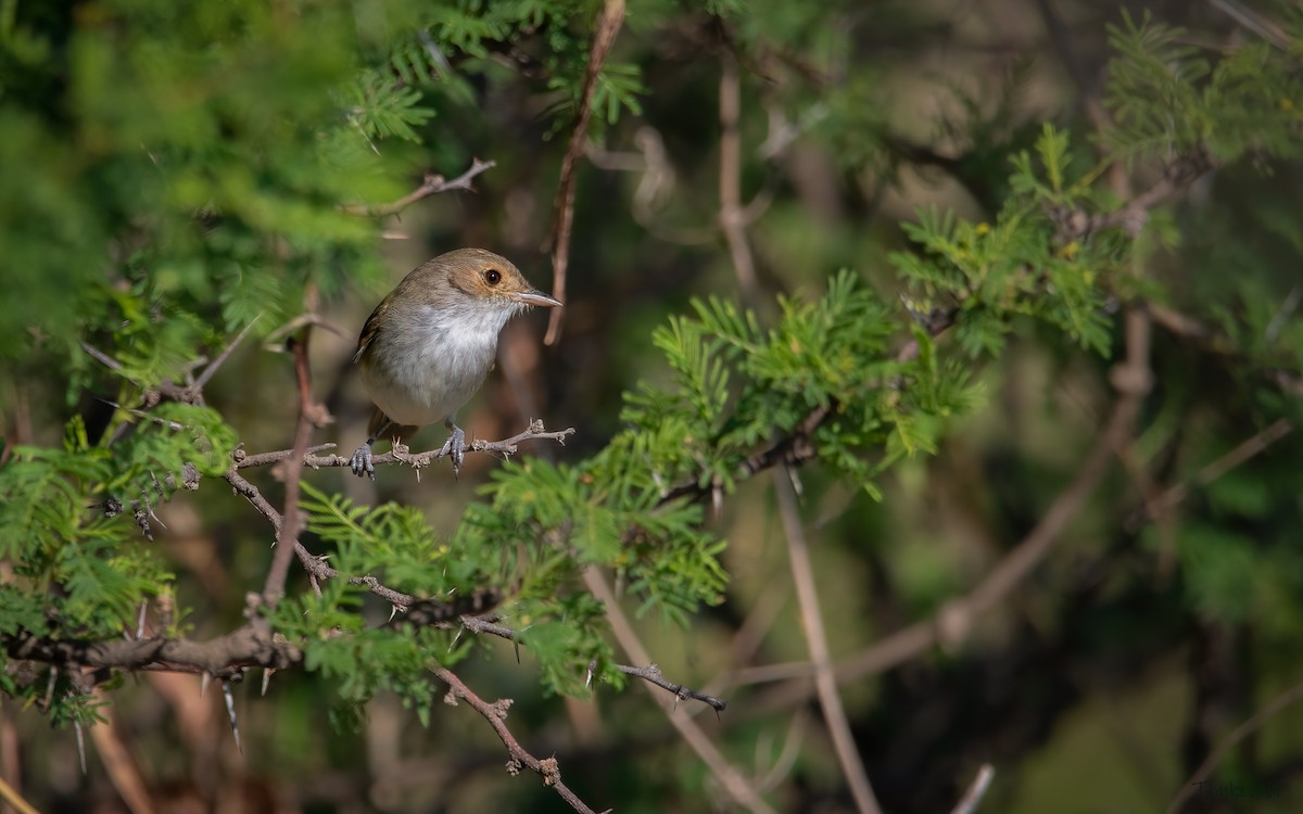 Fulvous-crowned Scrub-Tyrant - Carlos Maure