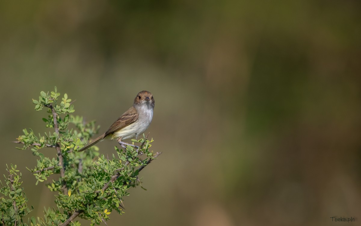 Fulvous-crowned Scrub-Tyrant - Carlos Maure