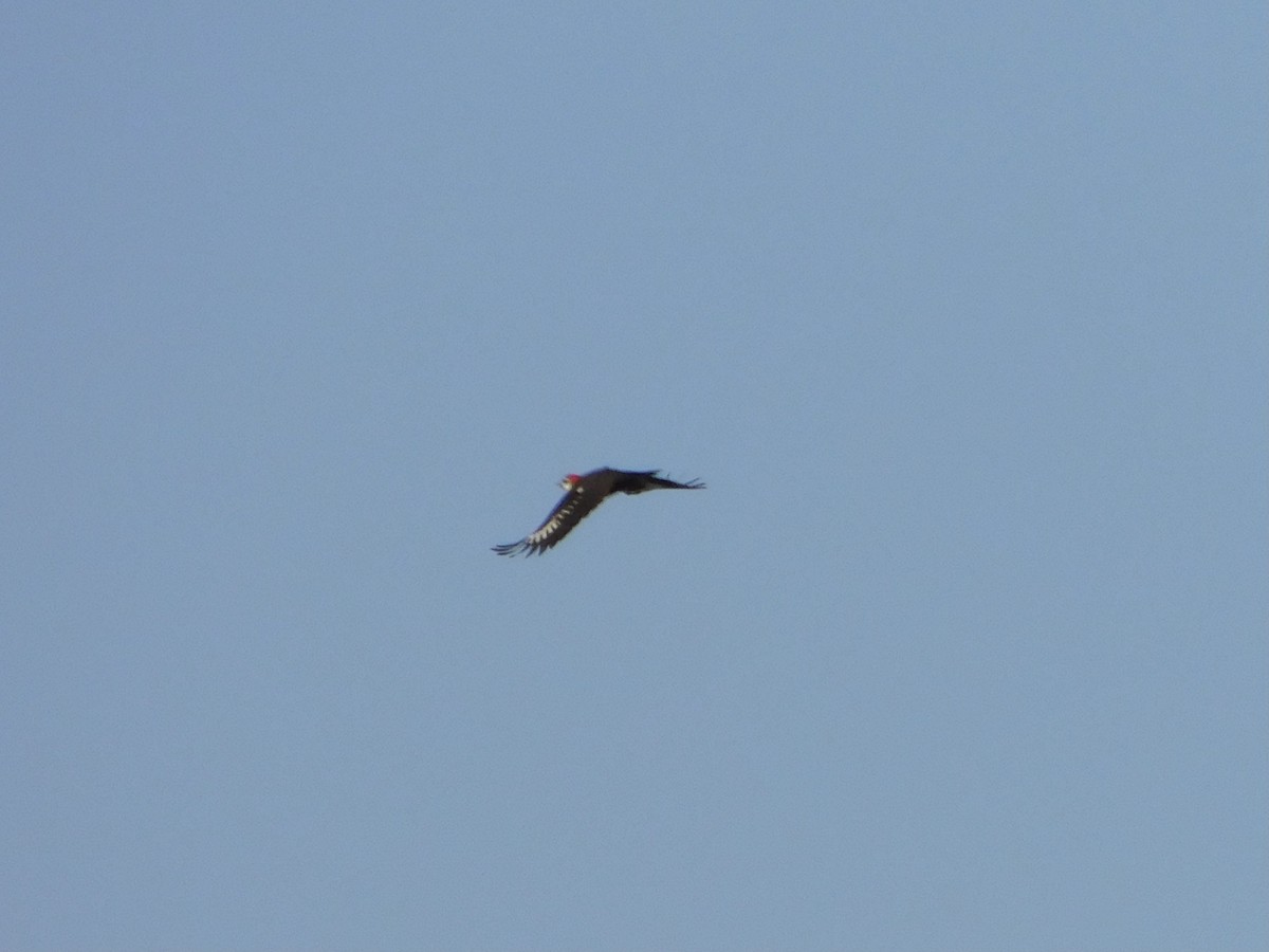 Pileated Woodpecker - ML383451461
