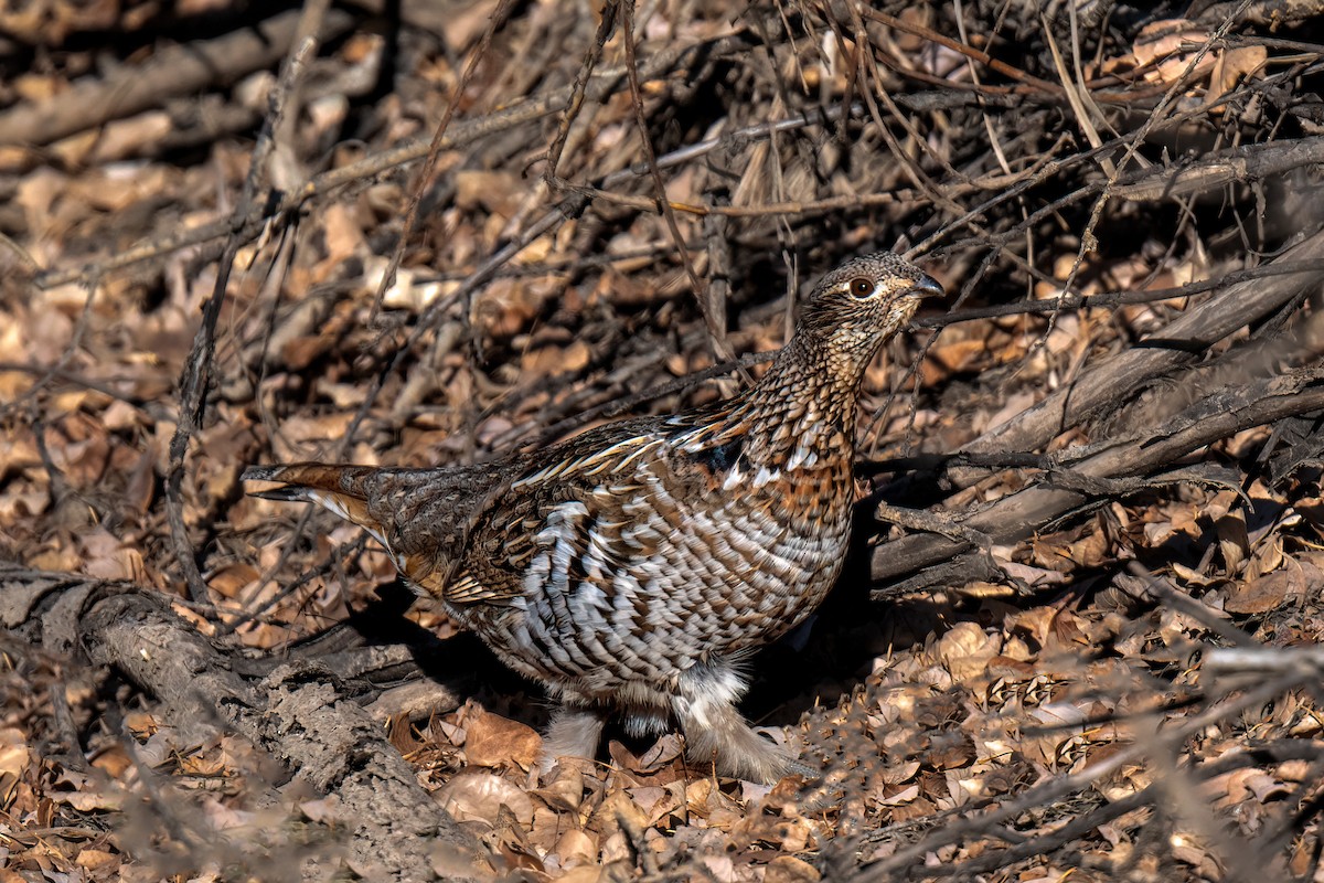 Ruffed Grouse - Bob Bowhay